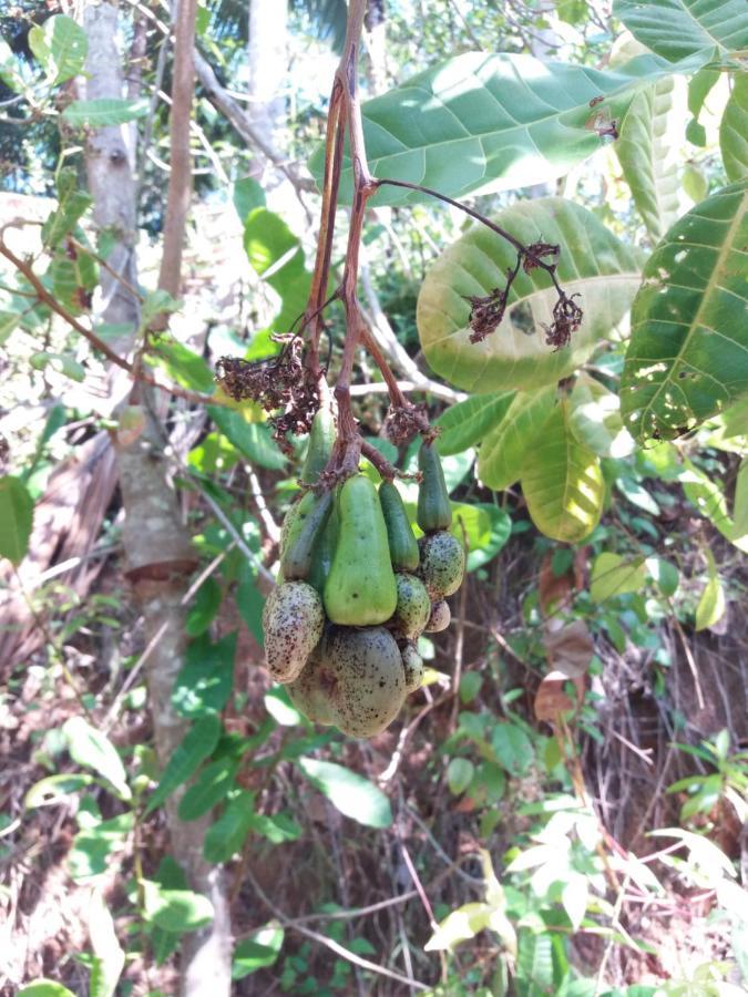 Cashew Villa Hiriketiya Dikwella Eksteriør bilde