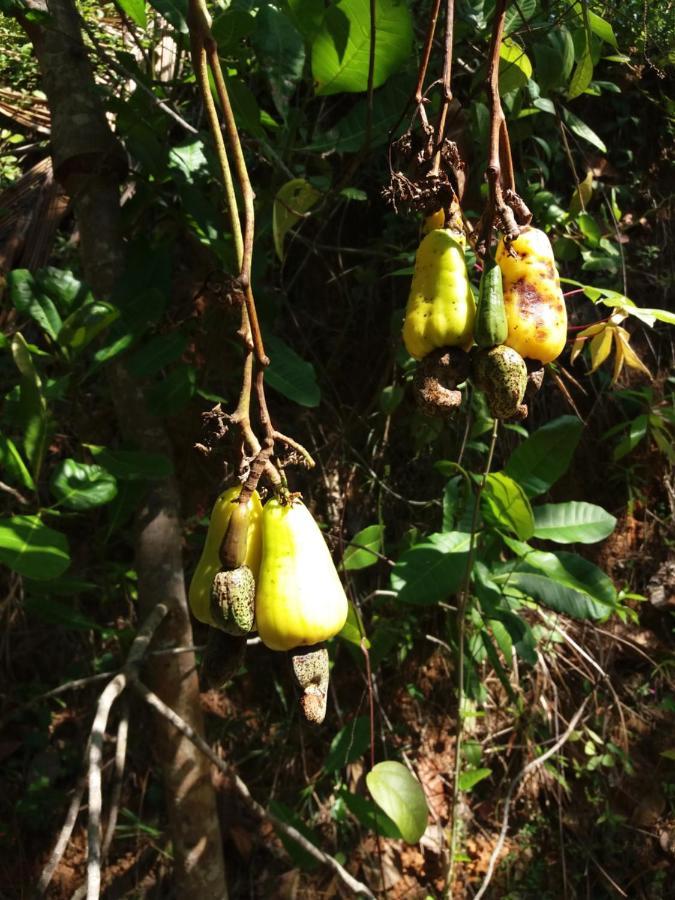 Cashew Villa Hiriketiya Dikwella Eksteriør bilde