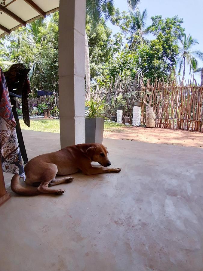 Cashew Villa Hiriketiya Dikwella Eksteriør bilde